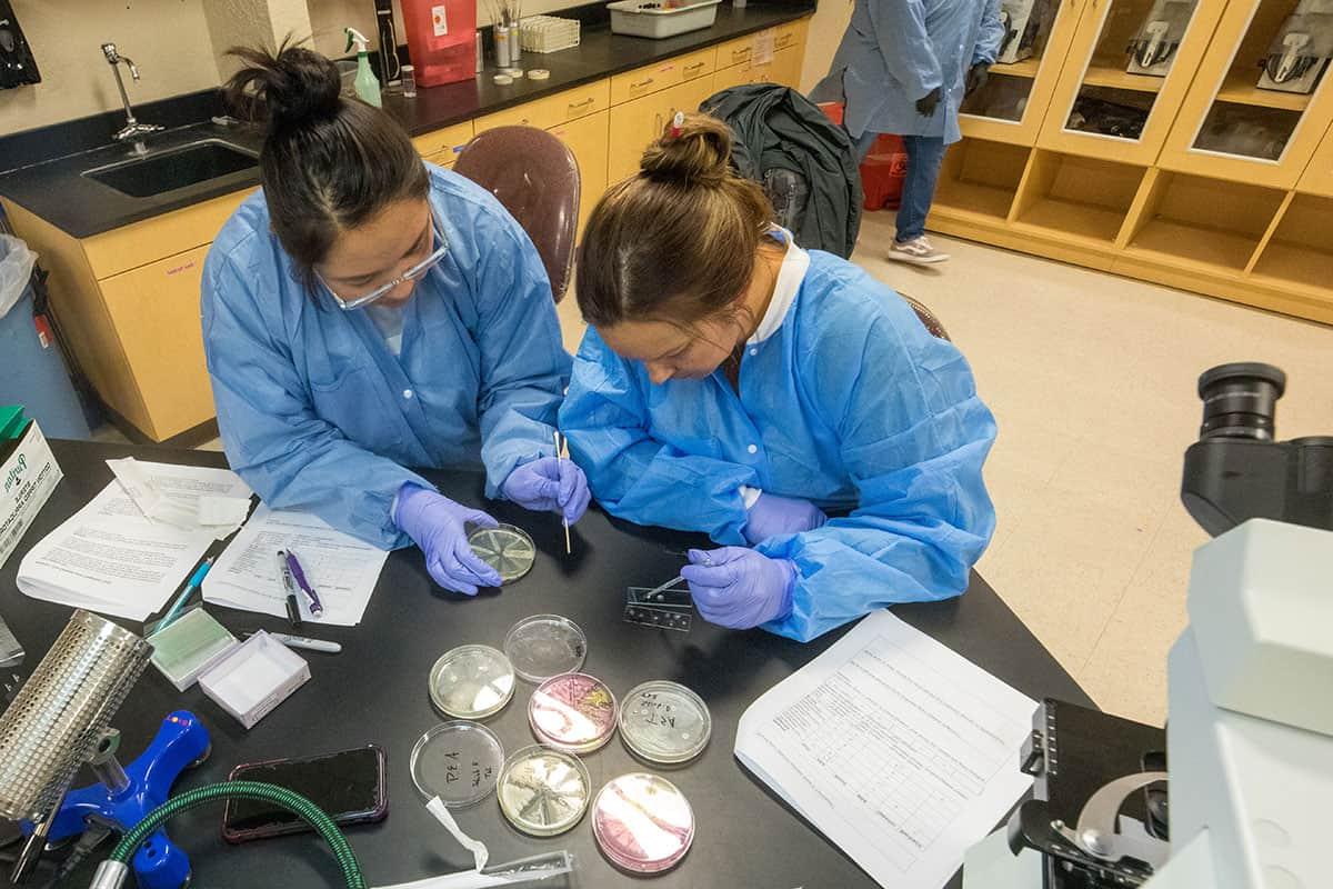 两名火博体育的学生在生物实验室准备样品